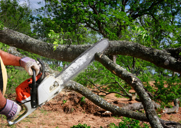 Professional Tree Care Services in Saltillo, MS